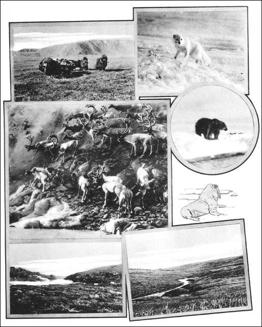 Photos and sketches of typical mammals and habitats of the arctic faunal zone