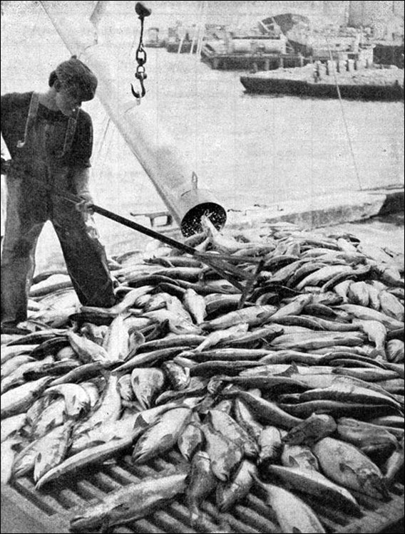 Photo of a fisherman sorting a Salmon catch in British Columbia