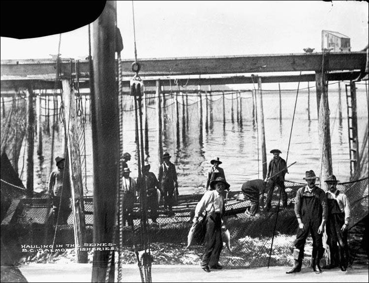 Hauling in the seines - B.C. Salmon Fisheries, 1900 to 1925