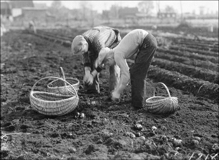 Récolte de patates, Rue Cyrville, Ottawa, Ontario, 1933