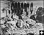 La première industrie du Canada. Colin Fraser, commerçant de fourrures à Fort Chipweyan trie du renard, du castor, du vison et d'autres précieuses fourrures