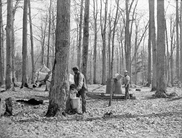 Gathering sap, Small Bros. Maple Sugar camp