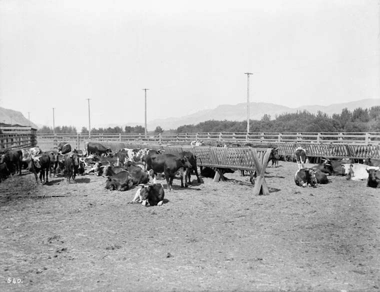 Cattle, awaiting shipment, Kamloops, British Columbia