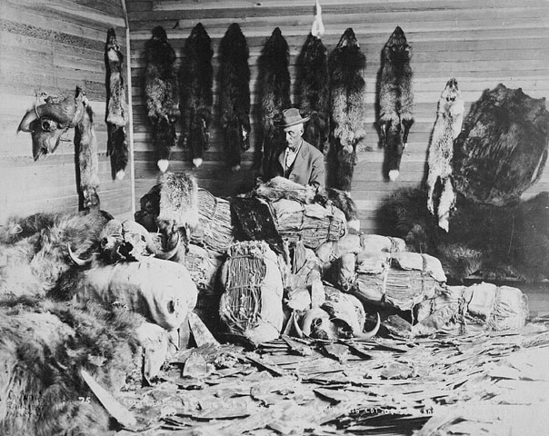Canada’s earliest Industry. Colin Fraser, trader at Fort Chipweyan sorts fox, beaver, mink and other precious furs