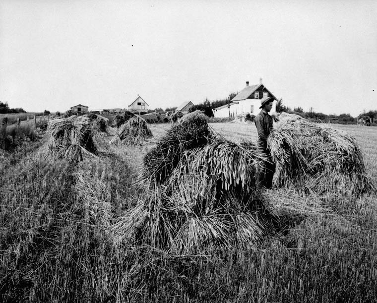 A wheat field near Clover Bar, Alberta